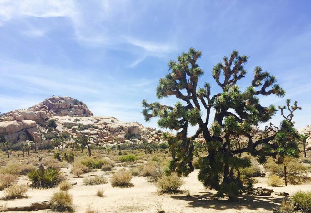 Cozy Stylish Home In The Heart Of Jt Village Joshua Tree Exterior foto